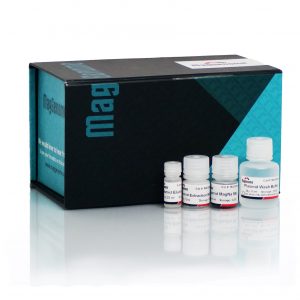 XpressDNA Plasmid Kit