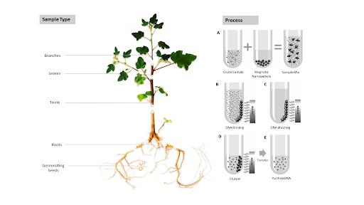 plant dna kit