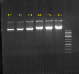Agarose gel image of tissue dna kit
